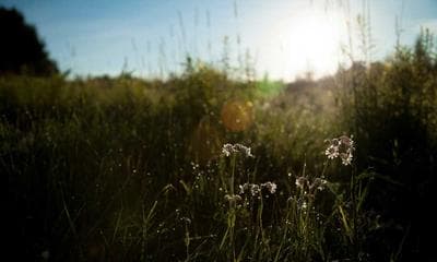 국립중앙박물관 특별전: 조선의 봄